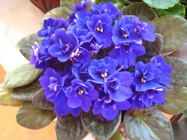 Фиалка Узумбарская