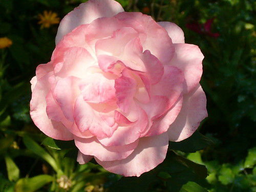 Наталья Чупрынина