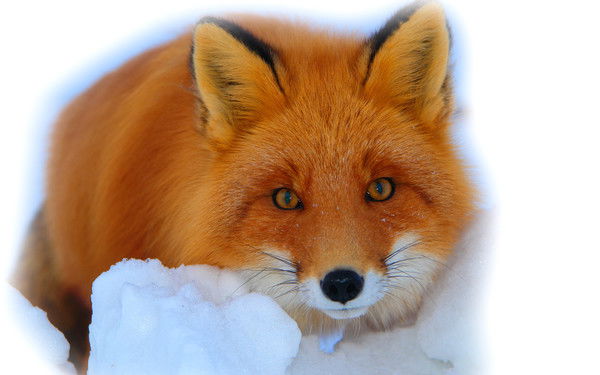 Таня Беркита