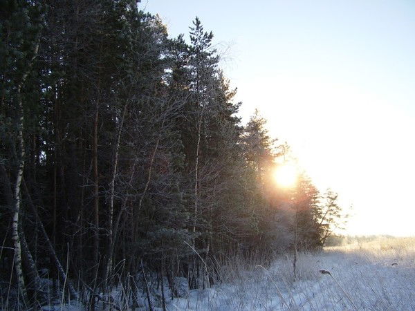 Елена Мелентьева