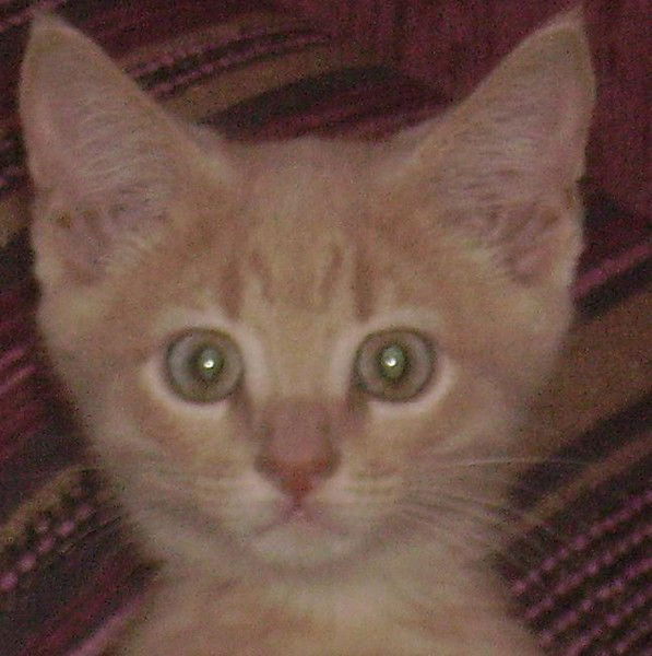 Елена Лачугина