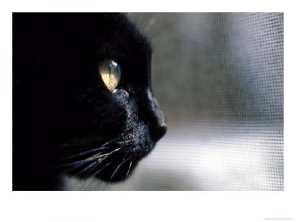 Светлана Злобина