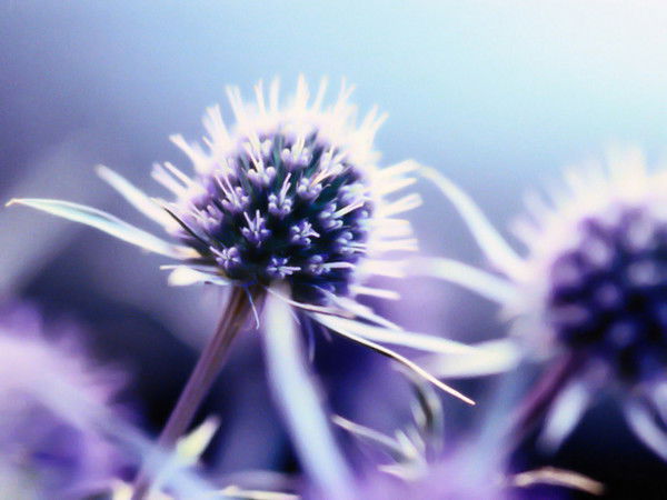 Екатерина Покровская