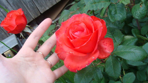 Елена Татаркина