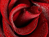 Салима Алибек