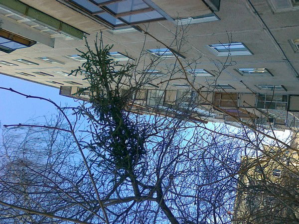 Мку Уэп Мго