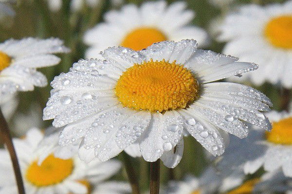 Ромашка Наташка