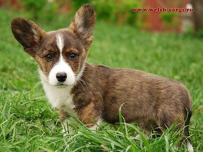 Екатерина Ртищева