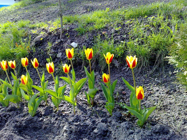 Николай Шепельков