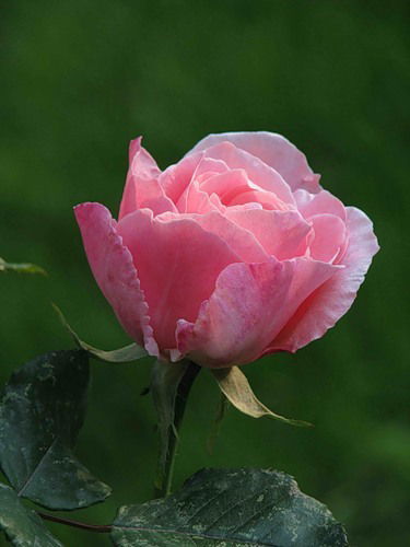 Валентина Москвичева