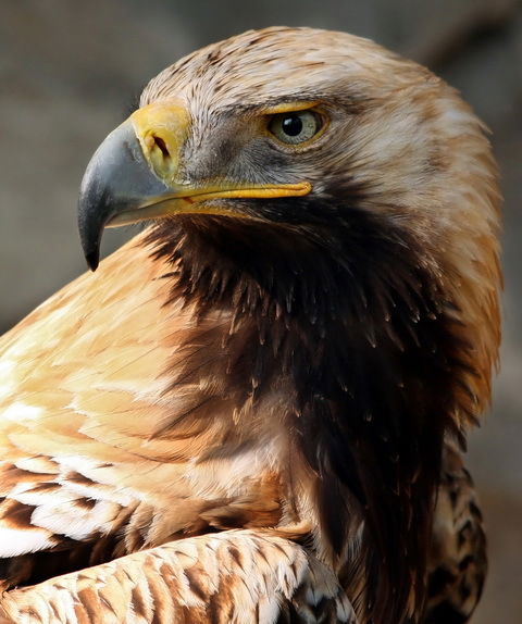 Магжан Жумабаев