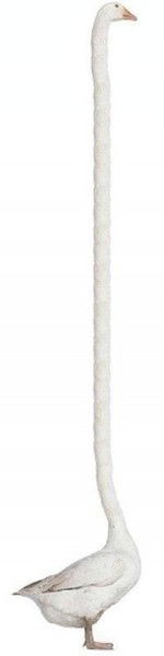 Светлана Хрусталева