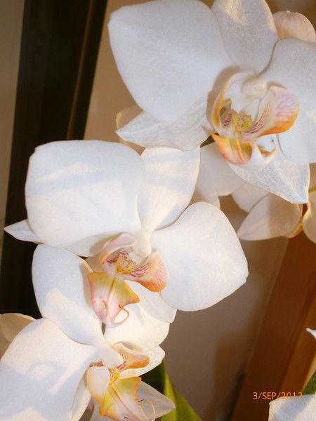 Валентина Штенке