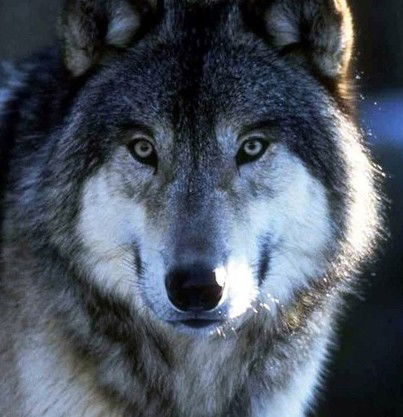 Сергей Сабадашев