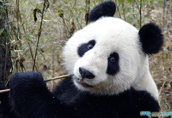 Панда Медведевна