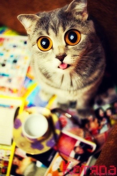 Мадина Абдухаликова