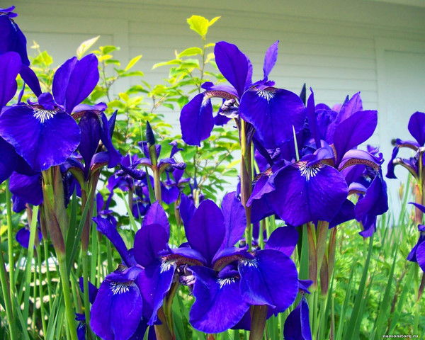 Елена Надина