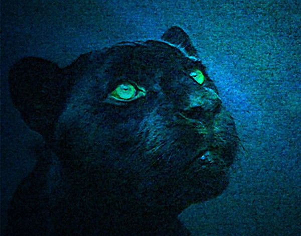 Наталья Барсукова