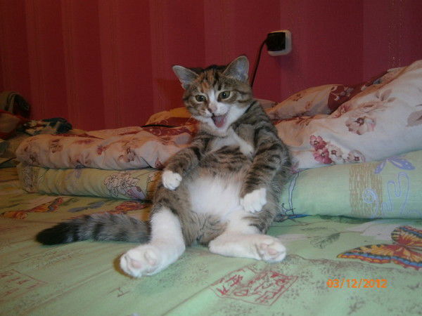 Елена Петрова