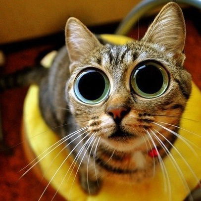 Илона Холод