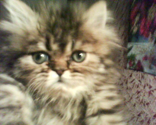 Татьяна Кива