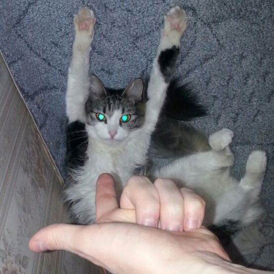 Ольга Кириллова