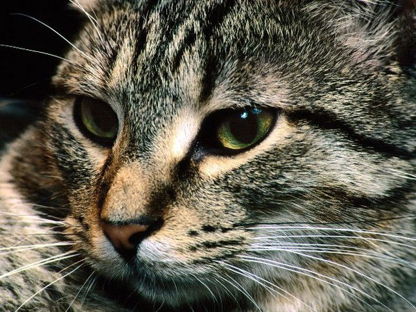 Виктория Кузнецова