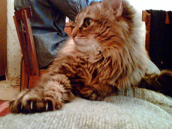 Светлана Толынева