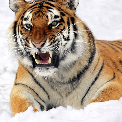 Дима Дмитриев