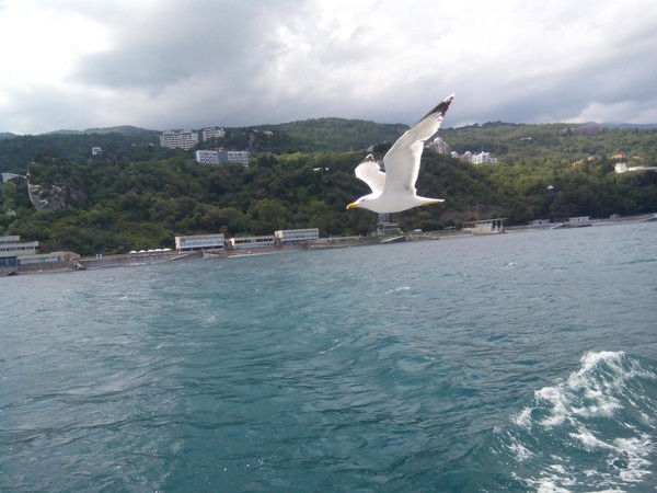 Надежда Шевцова