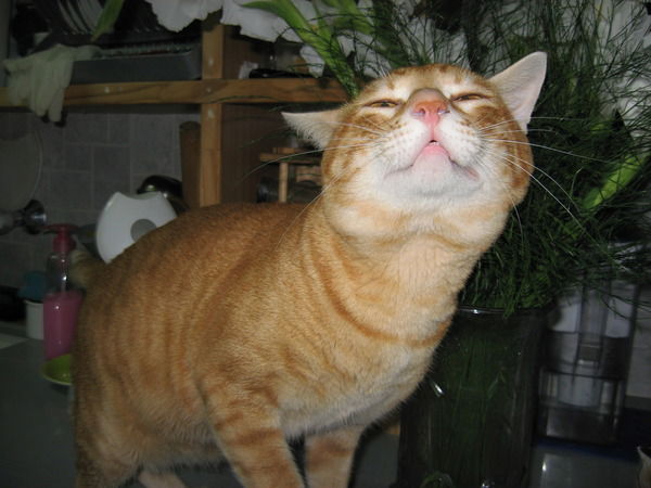 Илья Голдамасс