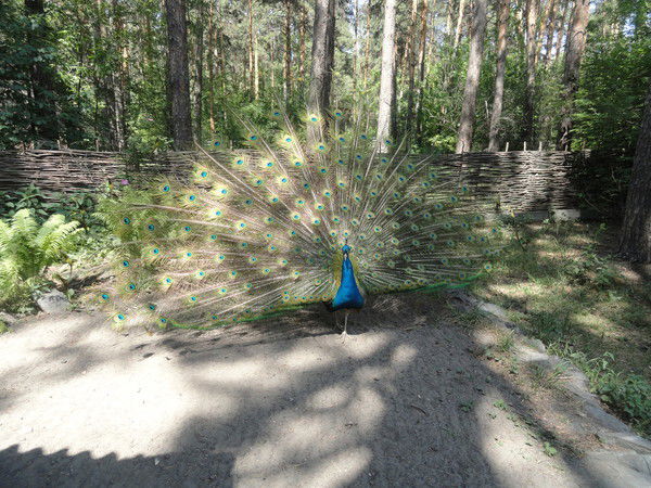 Моя Страница