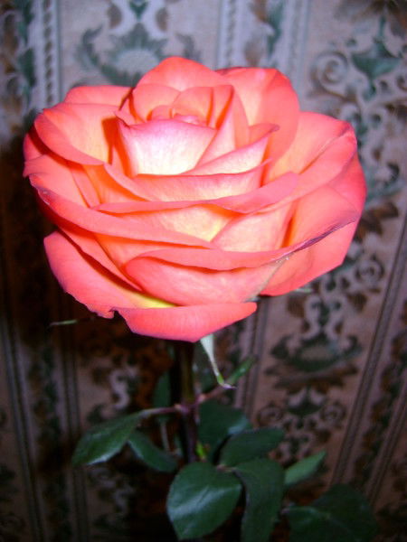 Виктория Александрова