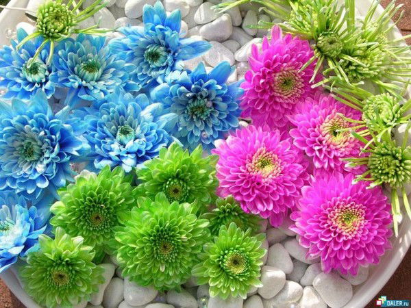 Красавица Милая И Красивая