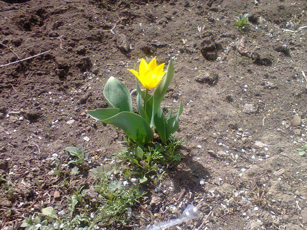 Ольга Лиховид