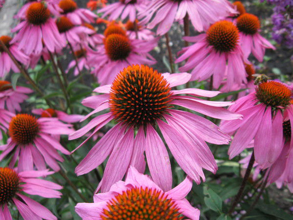 Гузаль Тишкина