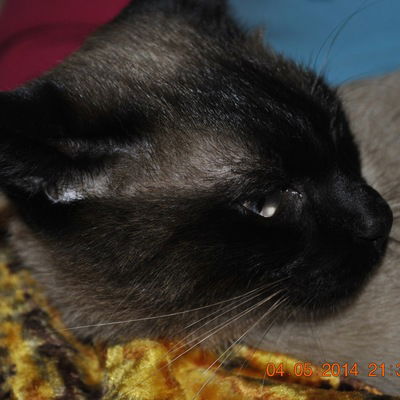 Оксана Лехтлаан