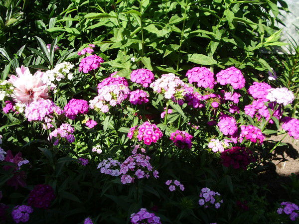 Наталья Ивонина