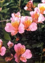 Екатерина Нестерчук