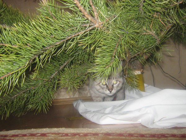 Юлия Серяцкая