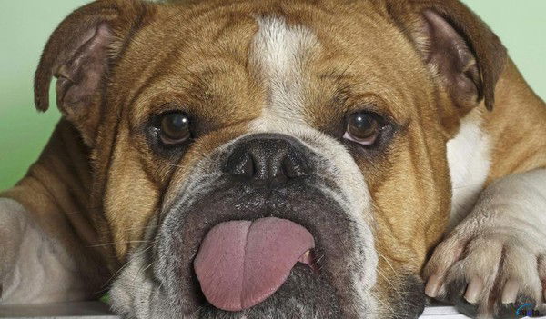 Ахмед Не Балуй