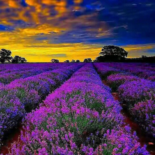 Анастасия Невечеря