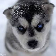 Олег Романов