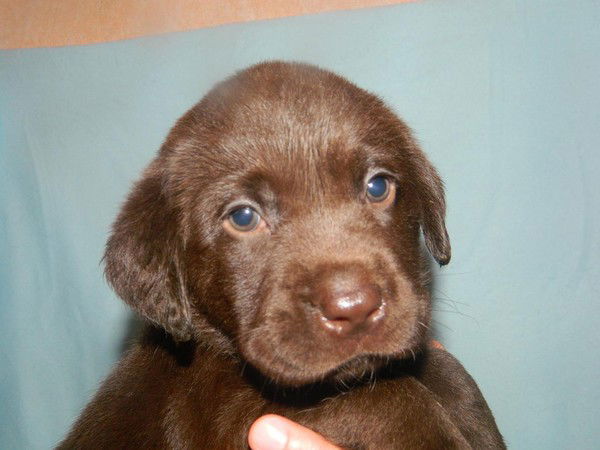 Евгения Макаренко