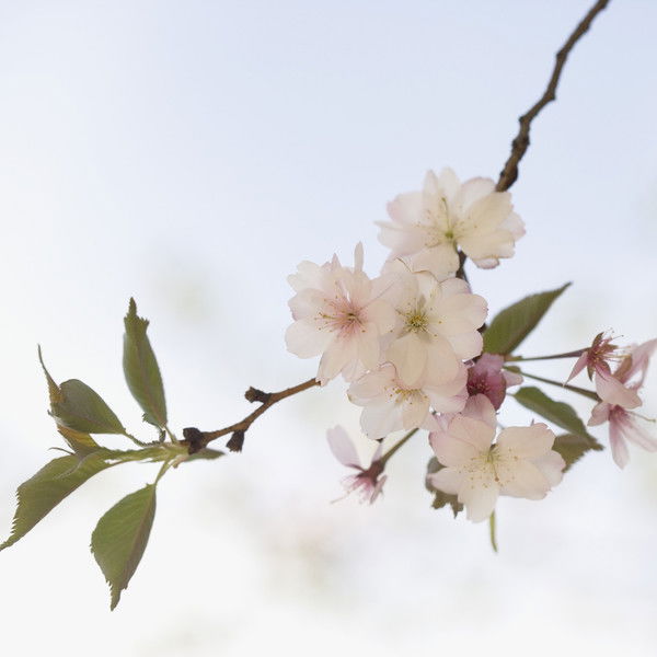 Елена Кольцова