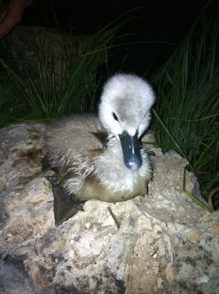 Иван Сусанин