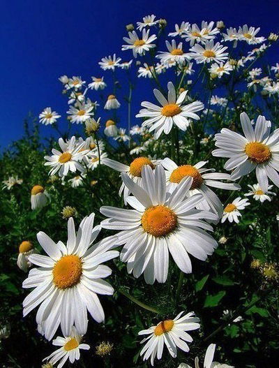 Елена Сырбу