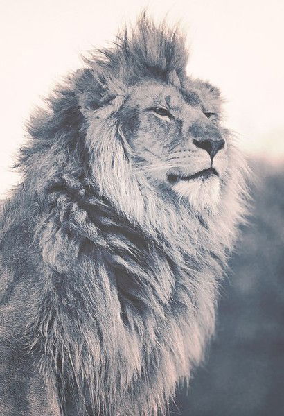 Толя Ложкин