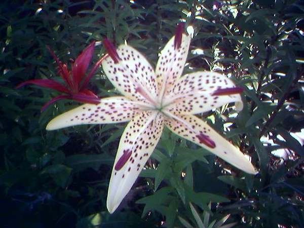 Людмила Иванова