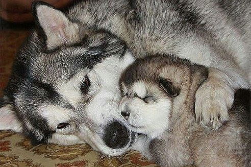 Анна Козлякова